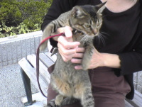 猫のアイシス