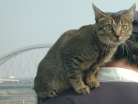 猫のアイシス