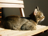 猫のアイシス