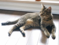 猫のアイシス