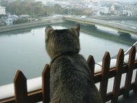 猫のアイシス