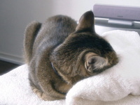 猫のアイシス