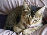 猫のアイシス
