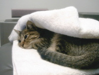 猫のアイシス