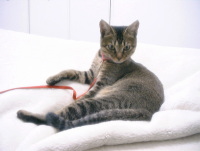 猫のアイシス
