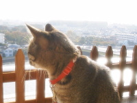 猫のアイシス