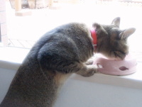 猫のアイシス