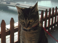 猫のアイシス