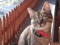 猫のアイシス