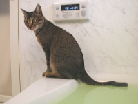 猫のアイシス