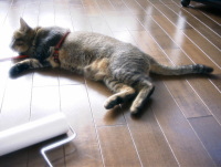 猫のアイシス