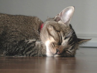 猫のアイシス