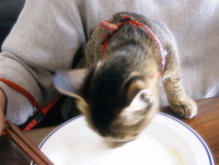 猫のアイシス