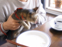 猫のアイシス