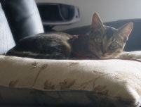猫のアイシス