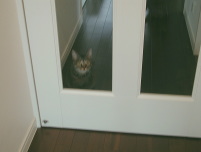 猫のアイシス