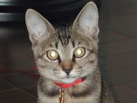 猫のアイシス