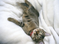 猫のアイシス