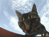 猫のアイシス