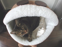 猫のアイシス