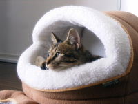 猫のアイシス