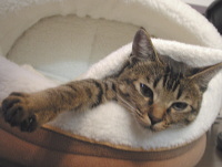 猫のアイシス