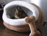 猫のアイシス