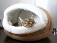 猫のアイシス