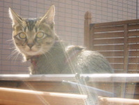 猫のアイシス