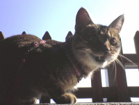 猫のアイシス