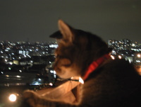 猫のアイシス