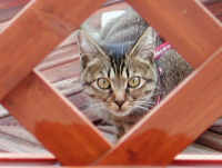 猫のアイシス