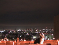 猫のアイシス