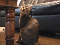 猫のアイシス