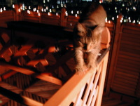 猫のアイシス