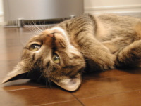 猫のアイシス