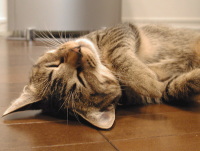 猫のアイシス