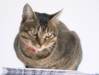 猫のアイシス