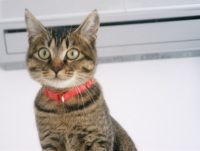 猫のアイシス