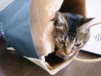 猫のアイシス