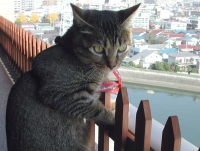 猫のアイシス