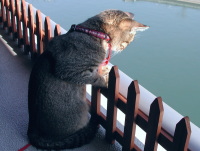 猫のアイシス