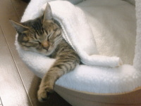 猫のアイシス