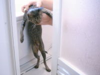 猫のアイシス