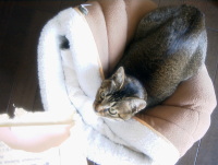 猫のアイシス