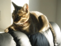 猫のアイシス