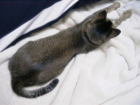 猫のアイシス