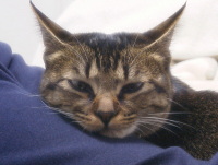 猫のアイシス