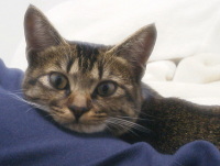 猫のアイシス