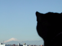 猫のアイシス